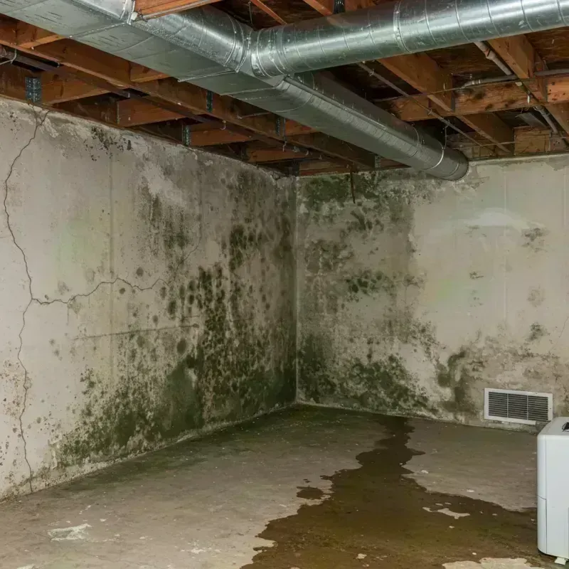 Professional Mold Removal in Strafford, MO